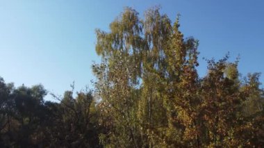 Sonbahar ormanlarındaki ağaç tepelerinin havadan görünüşü