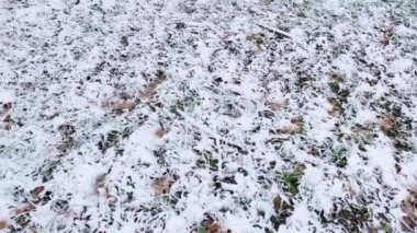 Kar yağarken çimenler ve düşen yapraklar taze karla kaplanır.