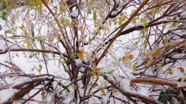 Dondurucu yağmurun ardından buzla kaplı spiraea dalları
