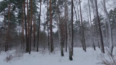 Kar yağışı sırasında kış ormanı hızla ilerlerken