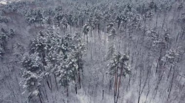 Kış çamı ve kardan sonra yaprak döken orman, hava manzarası