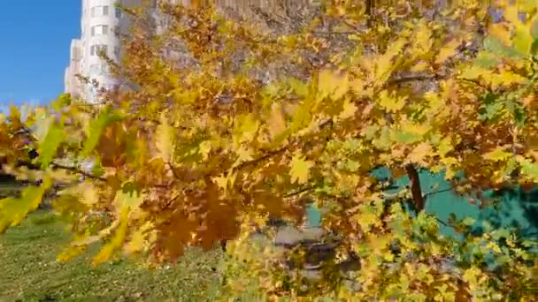 公共花园的白橡木枝 秋天的叶子 — 图库视频影像