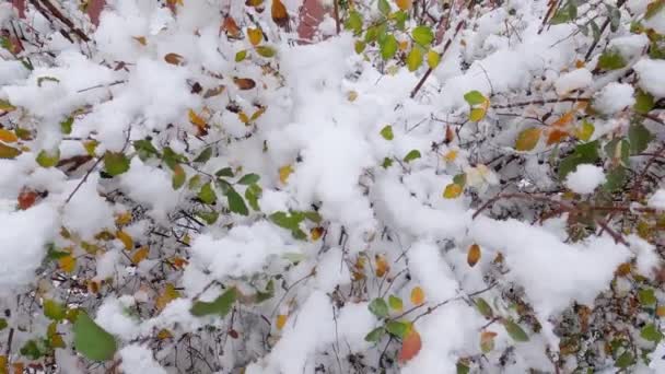 Буш Спирейский Осенними Листьями Покрытыми Пушистым Снегом — стоковое видео
