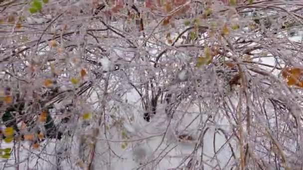 Βούρτσες Από Spiraea Καλύπτονται Γλάσο Πάγου Μετά Από Παγωμένη Βροχή — Αρχείο Βίντεο