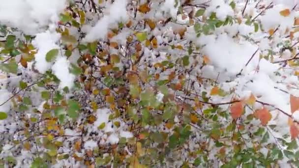 Krzew Spiraei Jesiennymi Liśćmi Pokrytymi Puszystym Śniegiem — Wideo stockowe