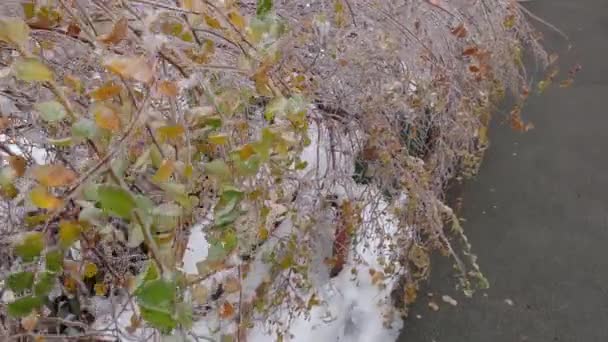 Tufișuri Spireea Acoperite Glazură Gheață După Ploaie Înghețată — Videoclip de stoc