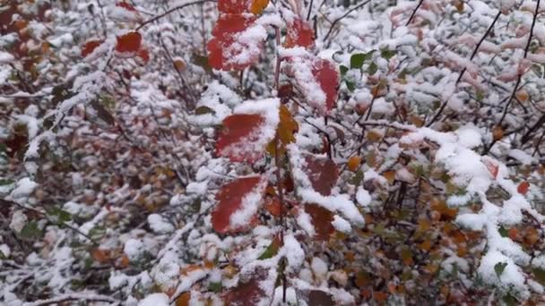 Branch Spiraea Autumn Leaves Covered Fluffy Snow — Vídeo de Stock