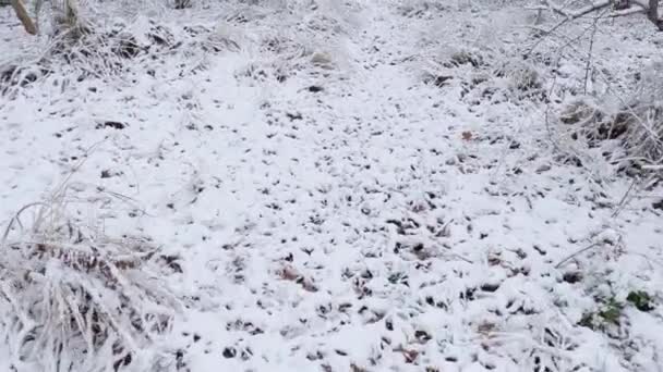 Трава Среди Кустов Покрытых Снегом Лесу Время Снегопада — стоковое видео
