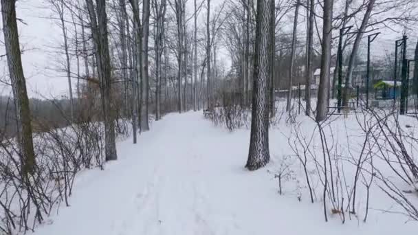 Стежка Ділянка Зимового Парку Під Час Снігопадів — стокове відео