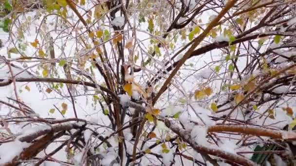 Gałęzie Spiraei Pokryte Szkliwem Lodowym Mroźnym Deszczu — Wideo stockowe