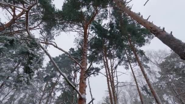 Staré Borovice Lese Během Sněžení Zatímco Vertikální Pánve — Stock video