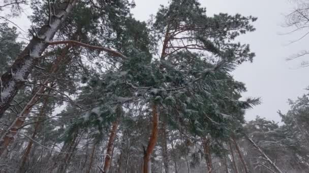 Gamla Tallar Skogen Snöfall Mot Molnig Himmel — Stockvideo