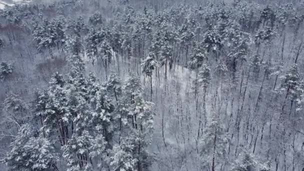 Зимний Сосновый Лиственный Лес После Снегопада Вид Воздуха — стоковое видео