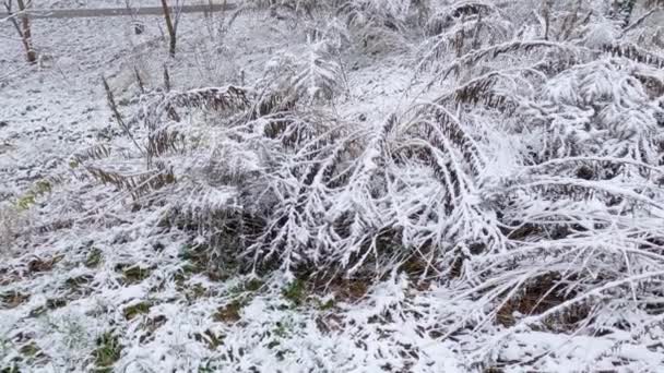 Высокая Сухая Трава Покрытая Снегом Время Снегопада — стоковое видео