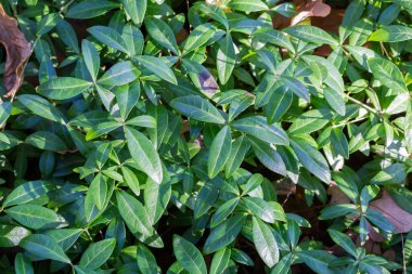 Sonbahar ormanlarında menekşe olarak da bilinen yabani vinca ile kaplanmış ovanın bir parçası.