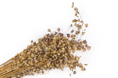 Beyaz zemin üzerinde Briza medyasının olgun tohumları olan küçük kuru sap demeti