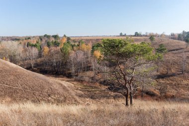 Dar vadinin yamacında nadiren büyüyen ağaçlar ve kurumuş uzun otlar ve güneşli bir sonbahar gününde ön planda tek başına iki çam ağaçları.