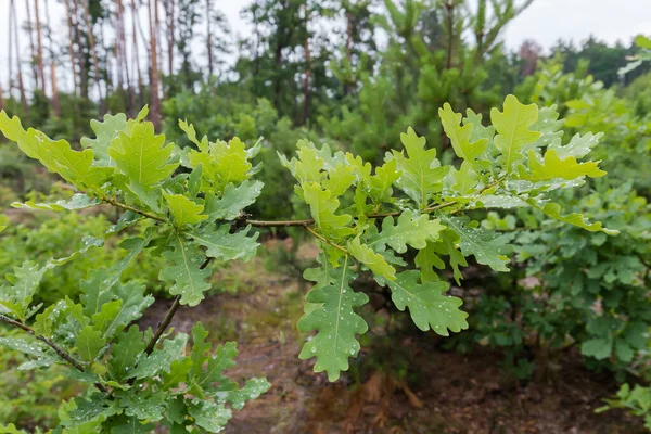 Větvička Mladého Bílého Dubu Zelenými Listy Pokrytými Kapkami Vody Dešti — Stock fotografie