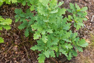 Branch of the young white oak with leaves covered with water drops in overcast summer morning, view on a blurred background of the ground in selective focus