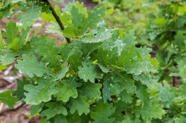 Branch of the young white oak with green leaves covered with water drops after a rain in the forest in overcast summer morning