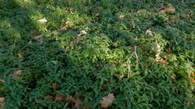 Glade overgrown with wild vinca in the autumn forest