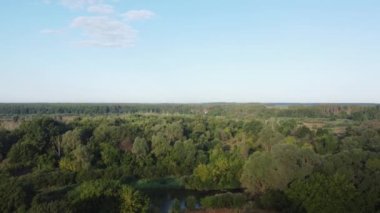 Old oak on flood meadow in sunny morning, aerial view