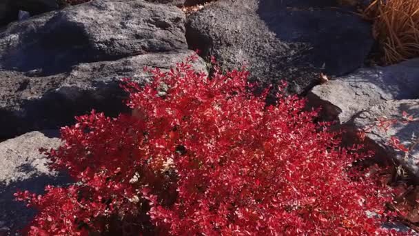 風の強い日に赤い秋の葉を持つ観賞用の低木 — ストック動画