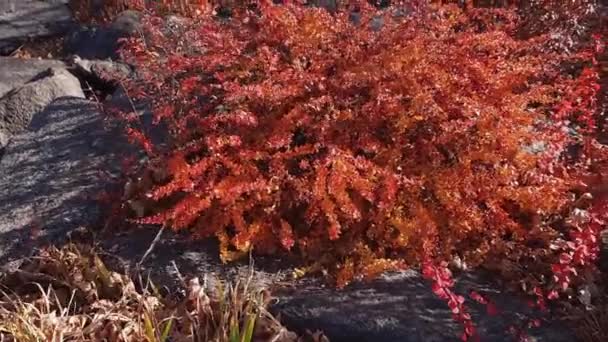 Different Ornamental Shrubs Red Autumn Leaves Windy Weather — 图库视频影像