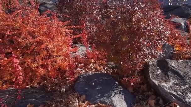 Different Ornamental Shrubs Red Autumn Leaves Windy Weather — Stockvideo