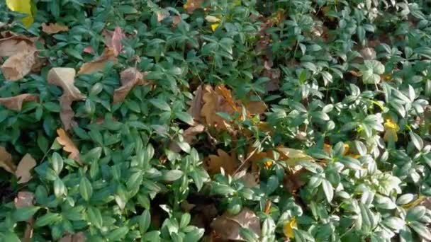 Glade Overgrown Wild Vinca Autumn Forest — Vídeo de Stock