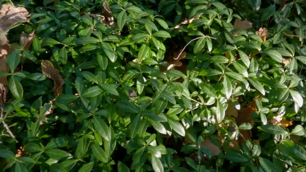 秋の森の中で野生のビンカで生い茂るグレード — ストック動画