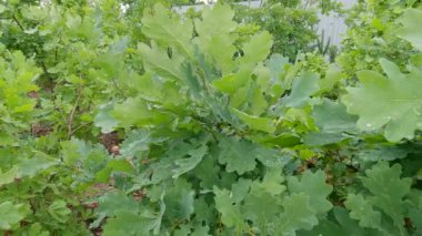 Branches of young white oak with leaves covered with dew