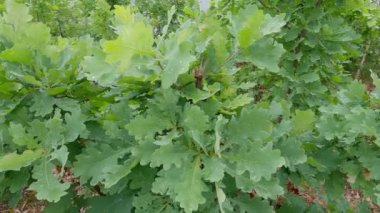 Branches of young white oak with leaves covered with dew