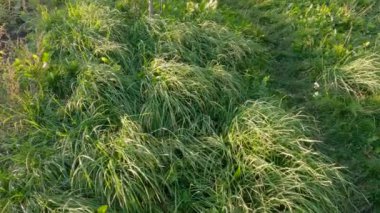 High grass on a meadow in windy sunny weather