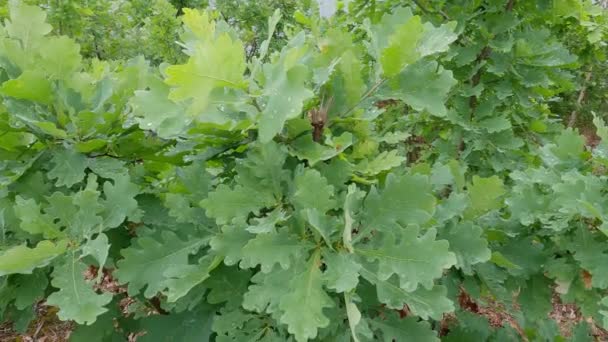 Branches Young White Oak Leaves Covered Dew — Stok video