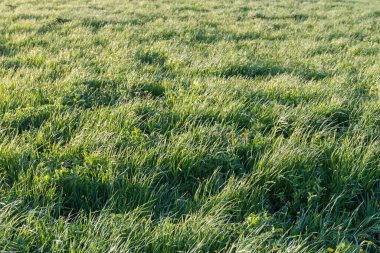 Fragment of the meadow overgrown with different grass, view in the spring windy evening in selective focus backlit