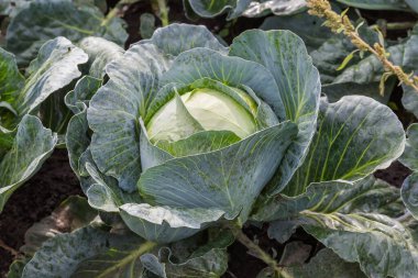 Head of the white cabbage of the late variety on the field in sunny autumn morning, view close-up in selective focus backlit