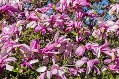 Flowers of the Magnolia liliiflora, also known as lily magnolia or purple magnolia on the bush in sunny weather, background
