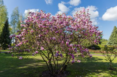 Bush of blooming Magnolia liliiflora, also known as lily magnolia or purple magnolia in the city park in sunny weather