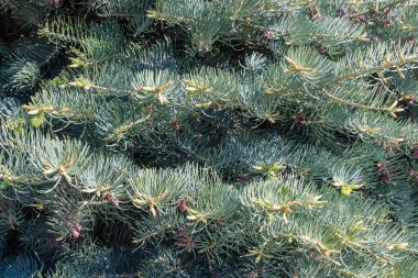 Fragment of the white fir tree with densely growing branches, view in spring sunny weather, texture, background
