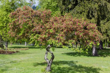 Decorative paradise apple tree at the beginning of the blooming growing among the glade in city park