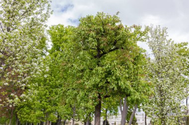Old decorative paradise apple tree at the beginning of the blooming in city garden among the other blooming tree