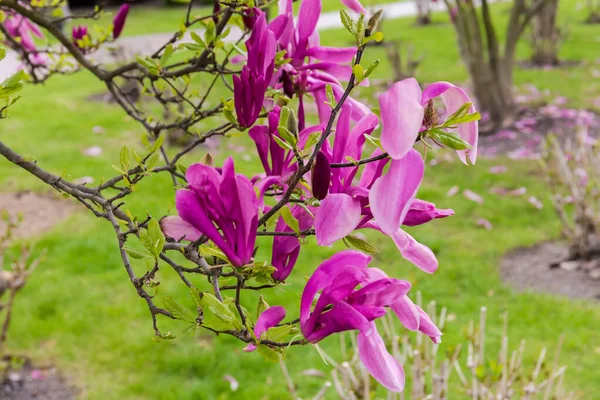 Branches Blooming Magnolia Liliiflora Also Known Purple Lily Magnolia Lawn — Stock Photo, Image