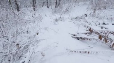 Shrubs in forest during a snowfall while moving forward