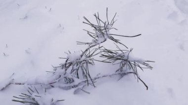 Pine branch covered in snow on ground during a snowfall