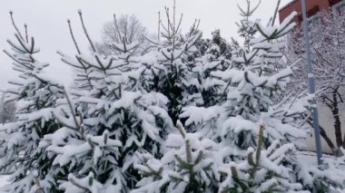 Young spruces covered with freshly fallen snow in public garden