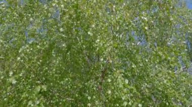 Branches of birch with young leaves and catkins in springtime