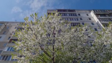 Blooming cherry tree against the multistory building in sunny weather