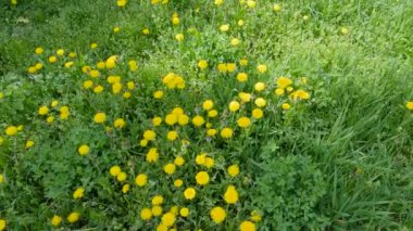 Various grass and dandelion flowers on a meadow in springtime