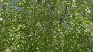 Branches of birch with young leaves and catkins in springtime